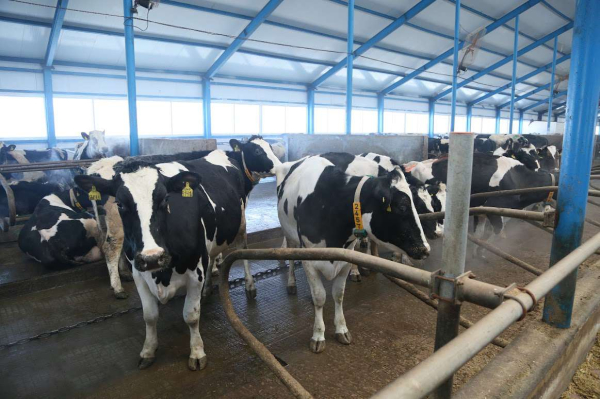 Токаев выделил животноводство как ключевое направление