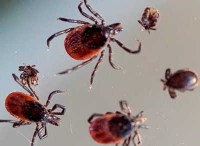 Россиянам рассказали, как правильно защититься от клещей