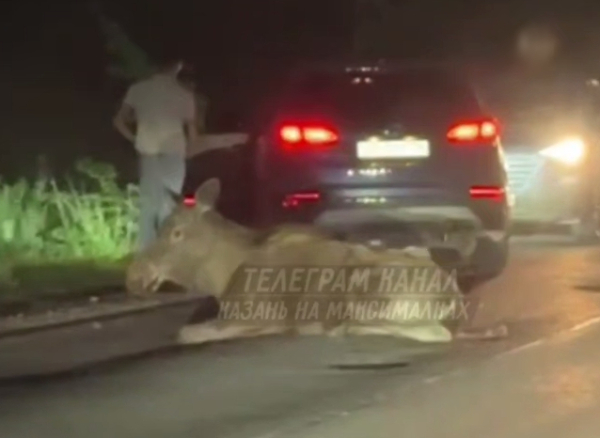 Под Казанью вечером сбили лося - видео 16/05/2026 &ndash; Новости