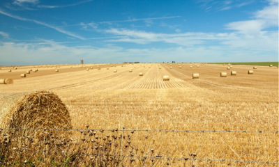 Пшеница убрана с 12 млн гектаров &mdash; Казахстан подводит итоги урожайного года