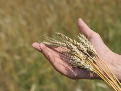 Поддержка есть, хлеб будет