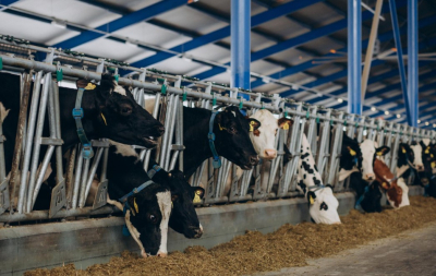 Фермеры Казахстана сохранят зарубежные рынки сбыта говядины