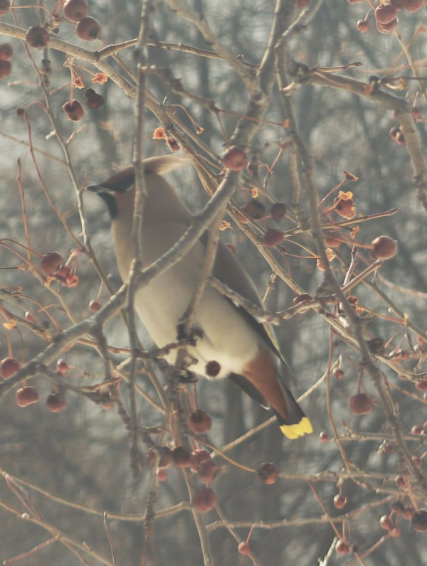 Мартовское тепло в Татарстане побило рекорд