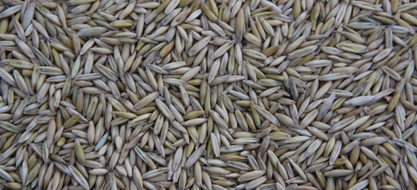 Нарушения на рынке услуг хлебоприемных предприятий выявило АЗРК Казахстана