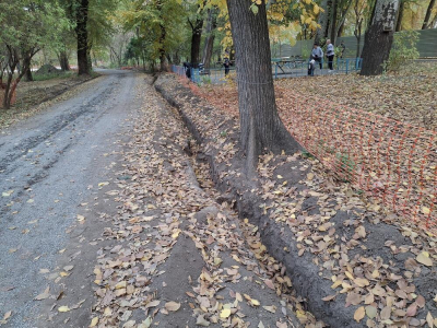 В роще Баума все-таки вырубят более двух тысяч старых деревьев