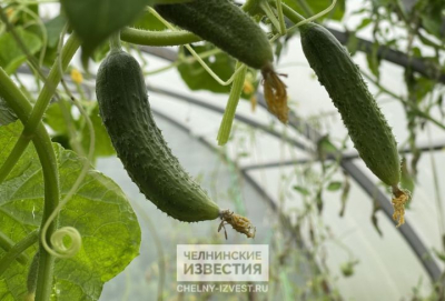 В Татарстане цены на огурцы взлетели сразу на 22 рубля